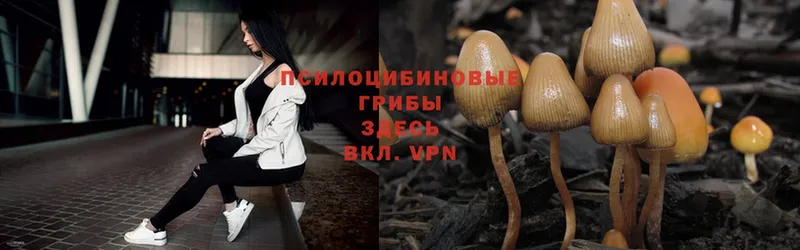 Псилоцибиновые грибы Psilocybe  МЕГА зеркало  Кущёвская 